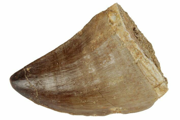 Fossil Mosasaur (Prognathodon) Tooth - Morocco #186541